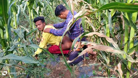 Sweat-Drenched Bodies Collide in Golden Fields—Raw Rural Lust Ignites – IndianGayHeat 18+