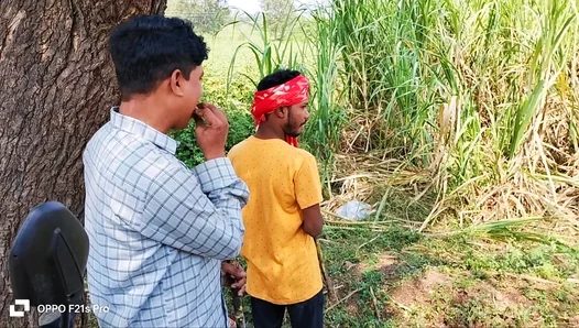 Farmer Takes City Boy Deep in Steamy Sugarcane Flings – Hot Indian Action